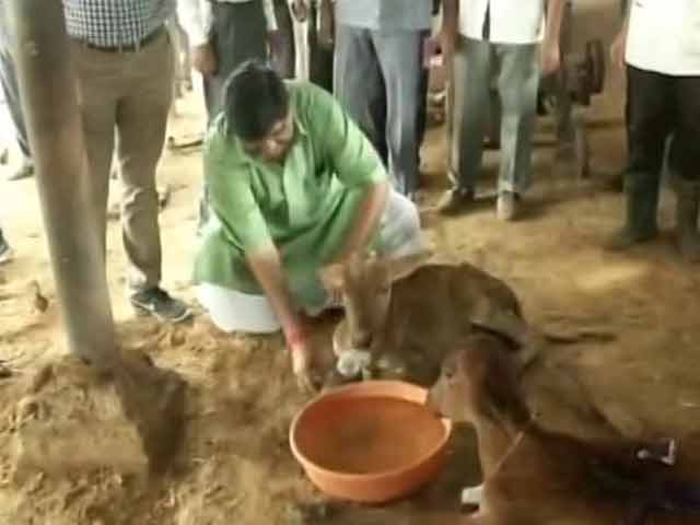 Video : Facing Flak On 'Gau Raksha', Minister Feeds Cows At Rajasthan Shelter