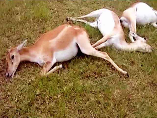 Video : 26 Black Bucks Killed In Telangana After Consuming 'Poisoned' Maize