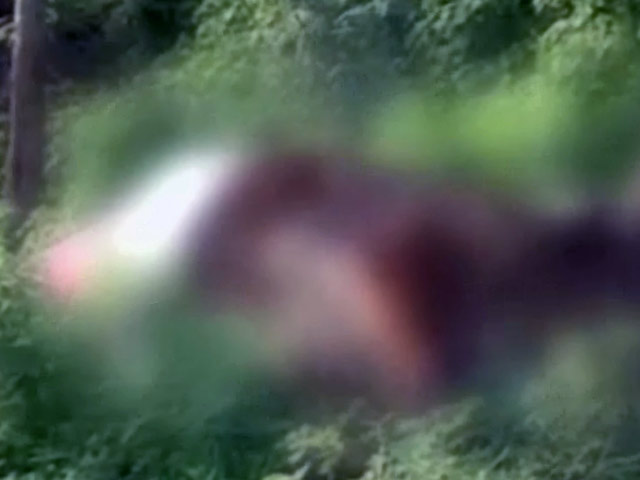 गुजरात में दलित आंदोलन का असर, गायों के शव दफनाने वाला कोई नहीं