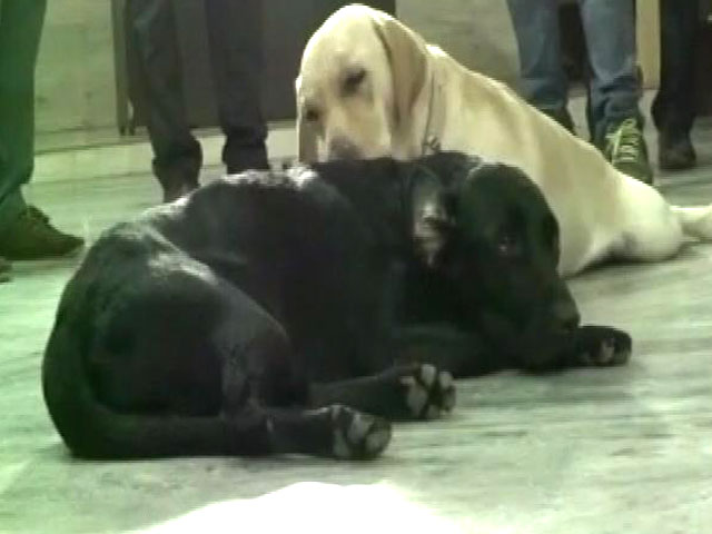 After Azam Khan's Buffaloes, UP Cops Fret Over Lawmaker's Dog