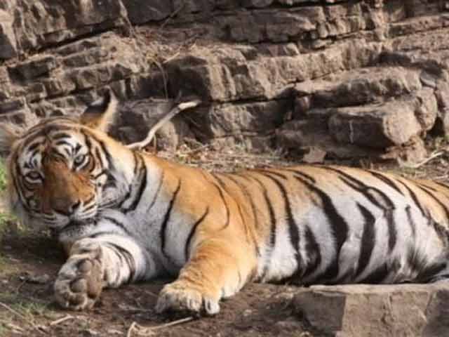 Video : Machhali, The Iconic Tigress From Ranthambore, Dies