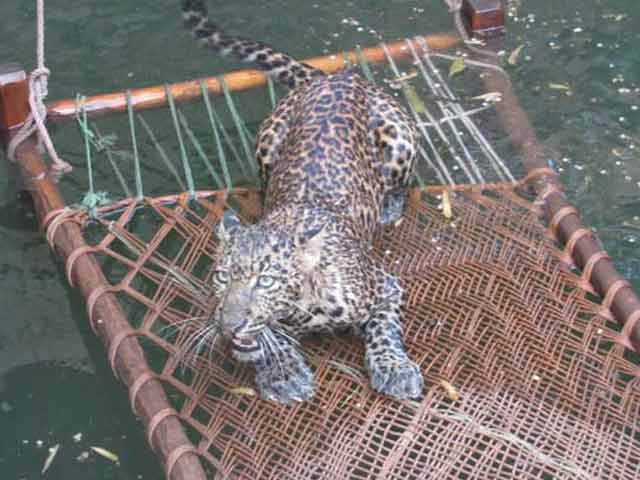 Drowning Leopard Used A Power Cable To Stay Afloat. How It Was Rescued