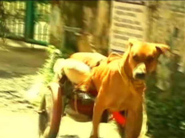 A Kerala Man Makes Doggy Wheelchair For Paralysed Pooch
