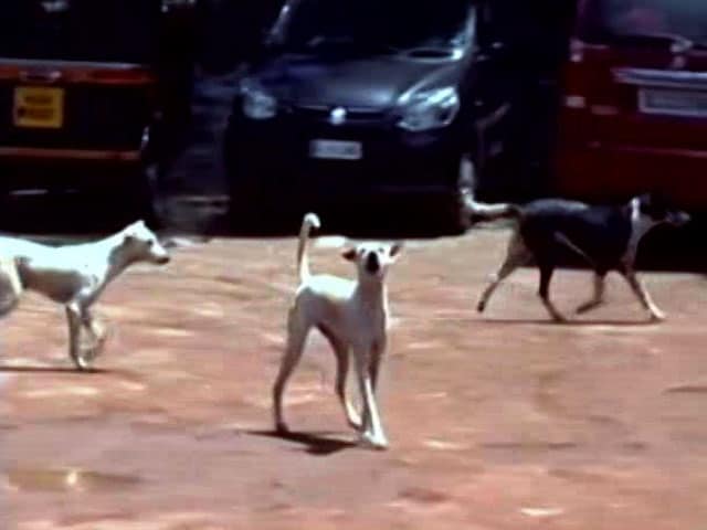 Video : Another Person Hospitalised After Being Bitten By Stray Dog In Kerala