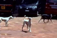 Another Person Hospitalised After Being Bitten By Stray Dog In Kerala Another Person Hospitalised After Being Bitten By Stray Dog In Kerala
