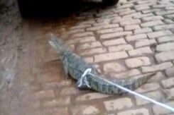 Crocodiles Find Their Way Into A Residential Area In Uttar Pradesh's Mirzapur Crocodiles Find Their Way Into A Residential Area In Uttar Pradesh's Mirzapur