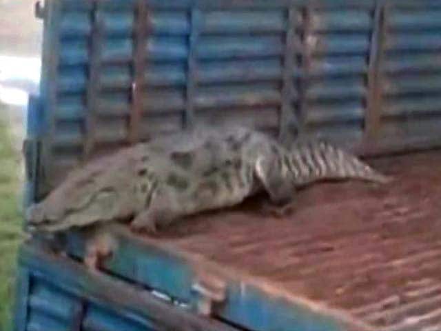 Monsoon Horror: 8-Feet Crocodile Slithers Into Uttar Pradesh Village