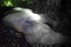 3 Elephants Run Over By Passenger Train In West Bengal 3 Elephants Run Over By Passenger Train In West Bengal