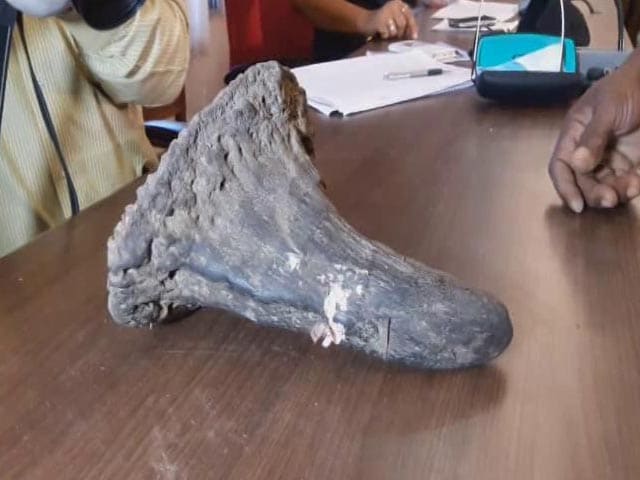 Video : Assam Conducts Rhino Horn Census. But What Comes Next Is The Challenge