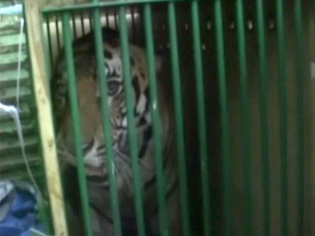 Video : Man-Eater Tiger Which Killed 4 People In 2 Weeks Captured, Sent To Lucknow Zoo