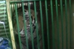 Man-Eater Tiger Which Killed 4 People In 2 Weeks Captured, Sent To Lucknow Zoo Man-Eater Tiger Which Killed 4 People In 2 Weeks Captured, Sent To Lucknow Zoo