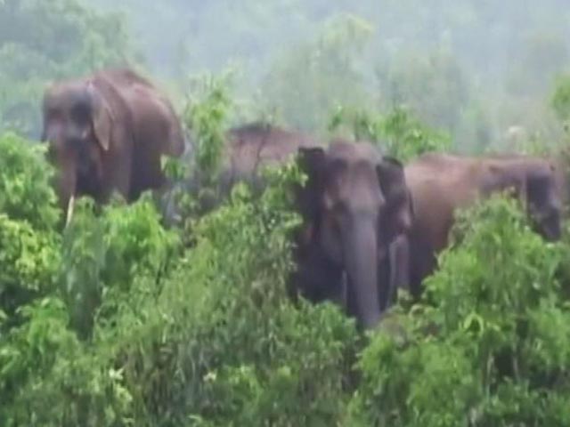 8 Elephants Trapped In An Island In Baitarani River In Odisha