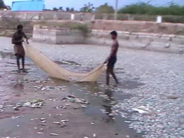Thousands Of Dead Fish At Tamil Nadu Temple Tank