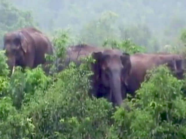 Videos : ओडिशा : बैतरनी नदी में आई बाढ़ के कारण फंसा हाथियों का झुंड