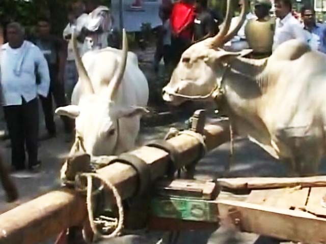 Video : Bullock Carts, Burning Tyres On Karnataka Highway In Cauvery Protests