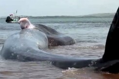 Caught On Camera: 47-Feet-Long Blue Whale Rescued Along Konkan Coast Caught On Camera: 47-Feet-Long Blue Whale Rescued Along Konkan Coast