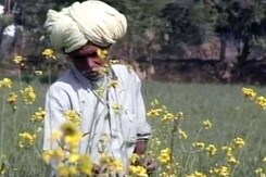 जीएम सरसों को अगले महीने हरी झंडी? जीएम सरसों को अगले महीने हरी झंडी?