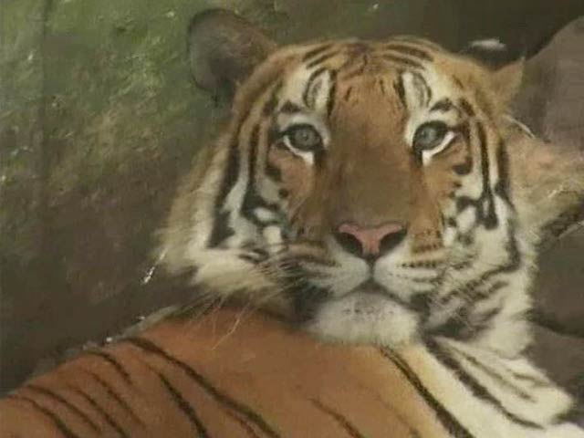 Indore Techie Adopts Baby. Marries. Then A 2-Year-Old Tiger Joins The Family