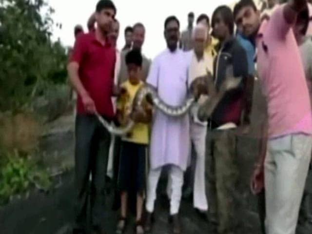 Video : Rajasthan Man Tries Snapping Selfie With A Python. Does Not Go Well