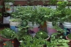 What's Trending: Organic Terrace Gardens What's Trending: Organic Terrace Gardens