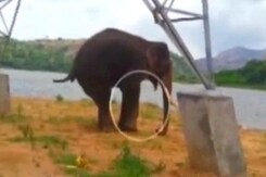 Wildlife Lovers Call For Help For Injured Elephant Near Bengaluru Wildlife Lovers Call For Help For Injured Elephant Near Bengaluru
