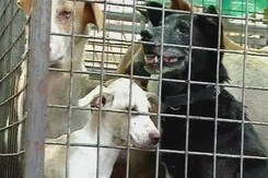 Dog's Own Country? Kerala Legislators Discuss Stray Problem Dog's Own Country? Kerala Legislators Discuss Stray Problem