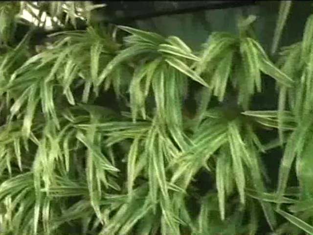 Delhi May Solve Its Air Pollution Problem With 'Vertical Gardens'