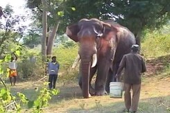 50 से ज्यादा दिनों से बीमार था हाथी 'सिद्धा', शुरू हुआ इलाज 50 से ज्यादा दिनों से बीमार था हाथी 'सिद्धा', शुरू हुआ इलाज