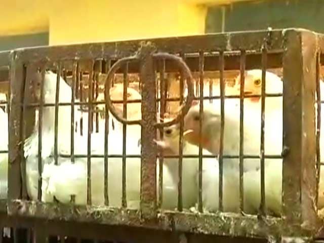 Video : Delhi's Bird Flu Outbreak From A Weaker Strain This Time, Say Experts