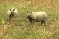 One More Rhino Killed In Kazhiranga, BJP Under Pressure To Stop Poaching One More Rhino Killed In Kazhiranga, BJP Under Pressure To Stop Poaching