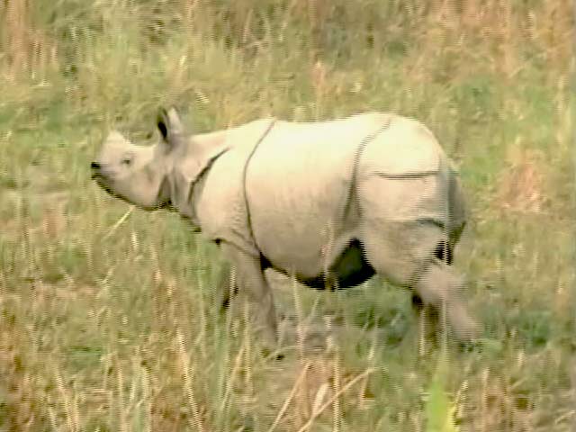 असम : काजीरंगा नेशनल पार्क में इस साल एक सींग वाले 15 गैंडों की मौत