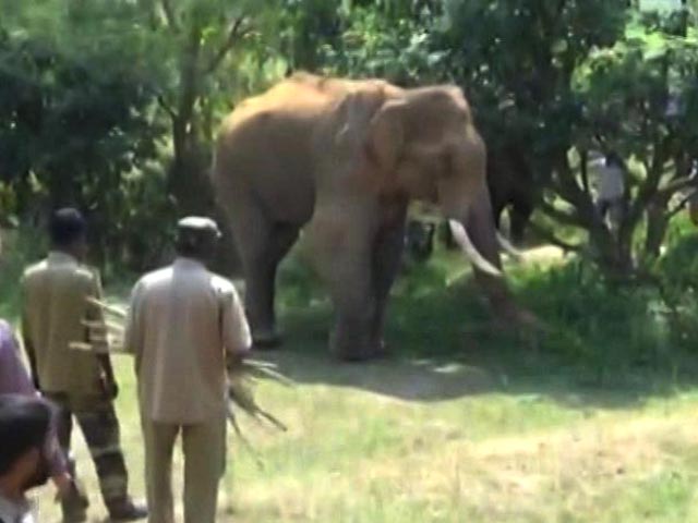 Stuck At Dam For Over 40 Days, Injured Elephant Sidda Gets Treatment