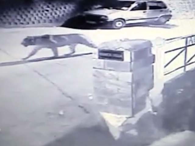 Leopard Scare Grips Mussoorie With Twin Sightings In A Week