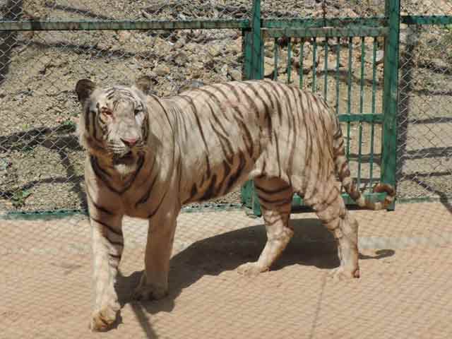Video : White Tiger Finds Home In Udaipur Zoo. But He Understands Only Tamil