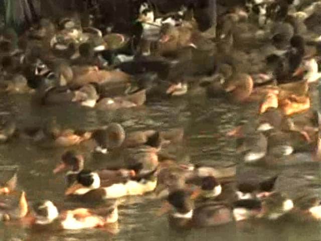 Video : Hit By Bird Flu, Duck Farmers In Kerala Worry About Their Livelihood
