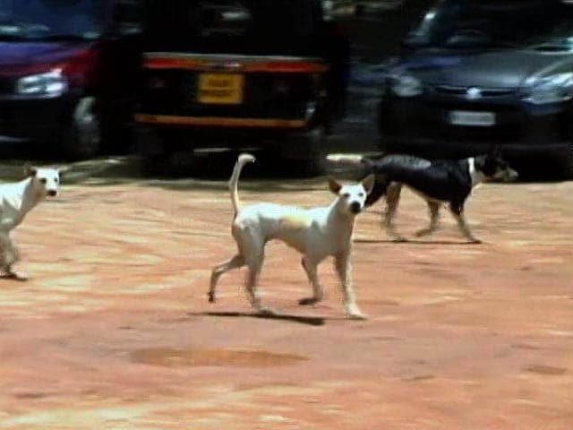 Video : 30 Stray Dogs Killed In Kerala A Day After 90-Year-Old Man's Death