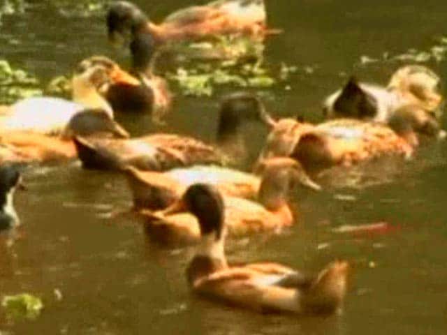 Video : Thousands Of Ducks Culled In Alappuzha