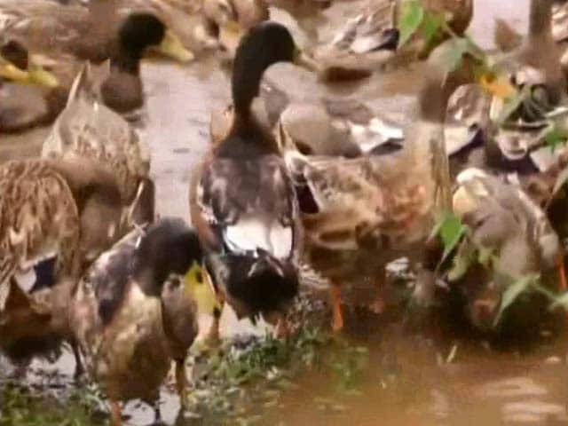 Bird Flu Spreads To Kerala's Kottayam