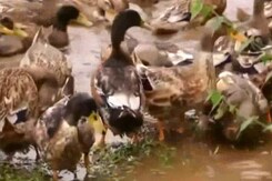 Bird Flu Spreads To Kerala's Kottayam Bird Flu Spreads To Kerala's Kottayam