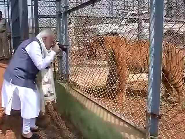 PM Modi's Close Encounter At Jungle Safari In Chhattisgarh