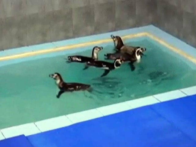 Videos : मुंबई के भायखला ज़ू में लाई गई 8 में से 1 पेंगुइन की मौत
