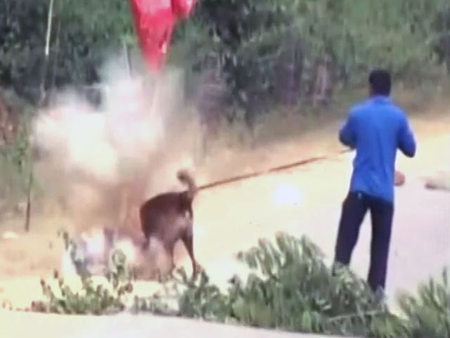 IED ब्लास्ट में बाल-बाल बचा खोजी कुत्ता