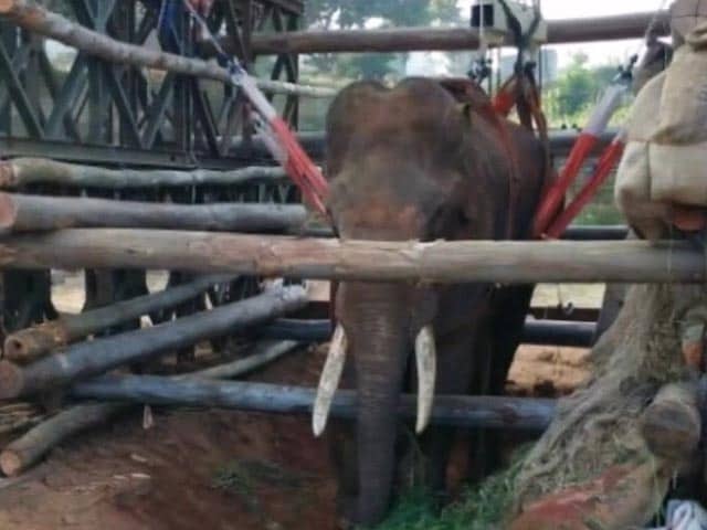 Video : ज़िंदगी और मौत के बीच झूल रहे सिद्धा हाथी को बचाने आई सेना
