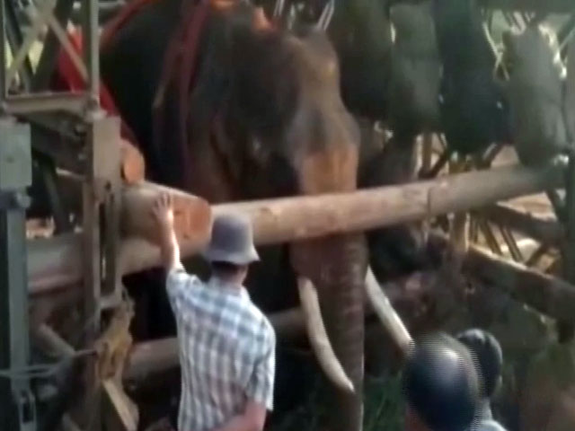 ज़िंदगी और मौत के बीच झूल रहे हाथी को बचाने आई सेना