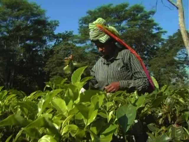 Video : Tea Gardens Face Cash Crunch, Default On Paying Wages