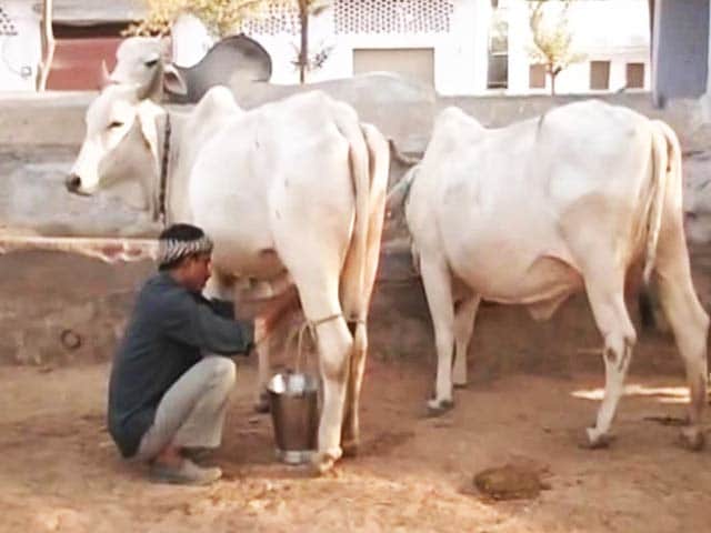 Video : Rajasthan Says It Needs Rs. 500 Crore To Save Cows. Plans Special Tax.