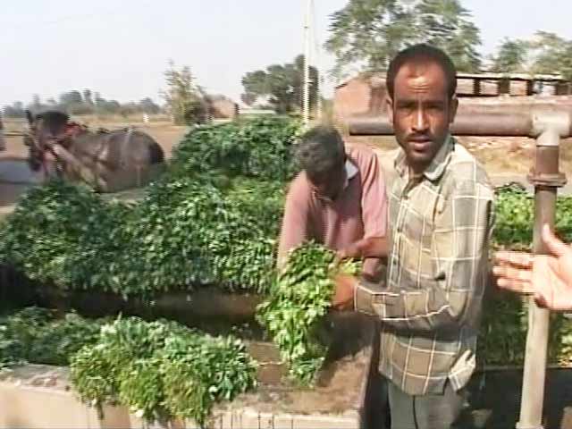 नोटबंदी का असर बुआई पर भी