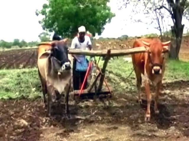 लातूर के किसान फिर बदहाल, सूखे और बाढ़ के बाद अब नोटबंदी