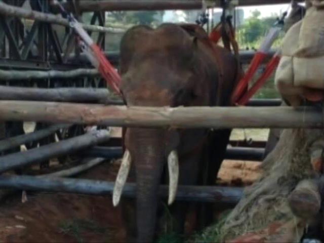 Army Helps Sidda The Elephant Stand Again