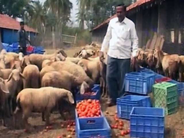 Video : नोटबंदी से कोलार के टमाटर किसान बेहाल, जानवरों को चारे की तरह खिला रहे हैं टमाटर